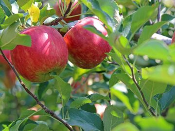nejlepší odrůdy jablek na uskladnění