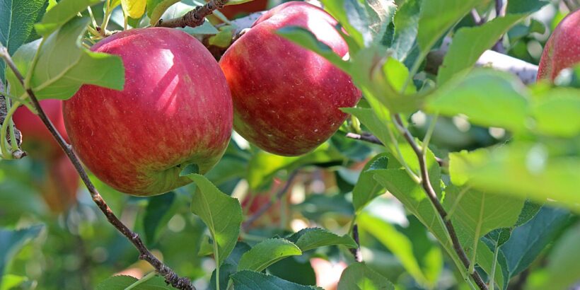nejlepší odrůdy jablek na uskladnění