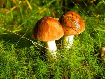 jaké houby jsou jedlé a nejedlé