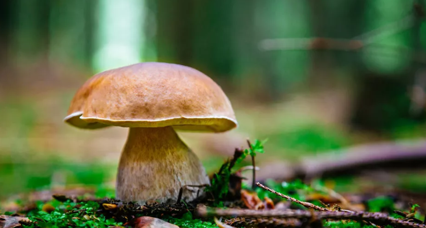 jaké houby jsou jedlé a nejedlé
